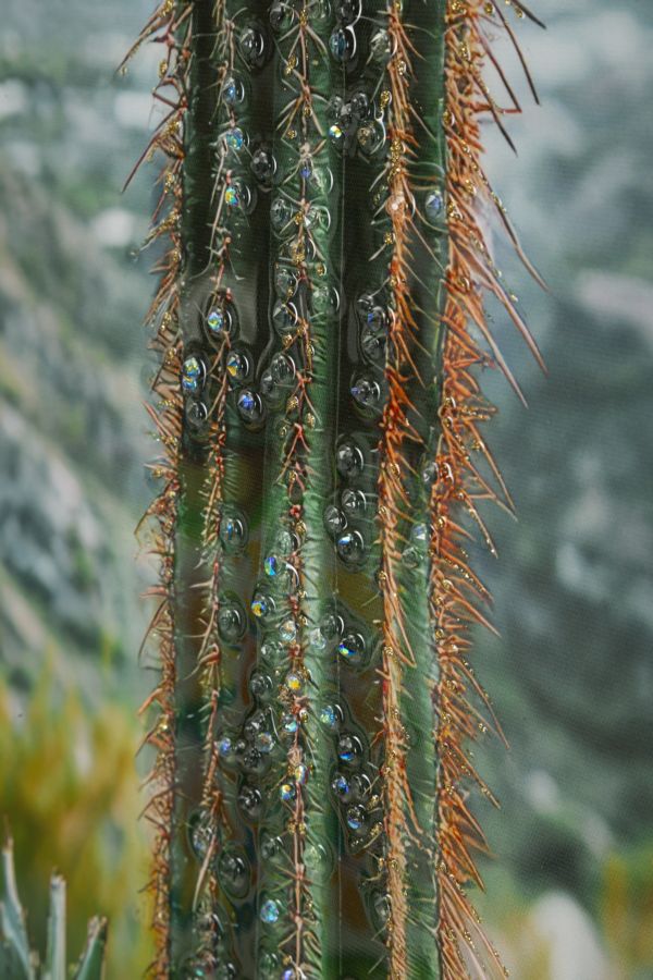 Stampa su tela laccata c/cornice cactus -a- cm 60x4x90