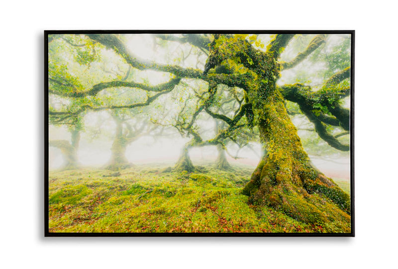 Stampa su tela laccata c/cornice foresta cm 90x4x60