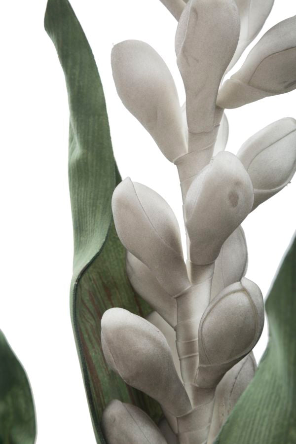 Mauro Ferretti Aloe Flower Grigio Ø 23 x 93 cm